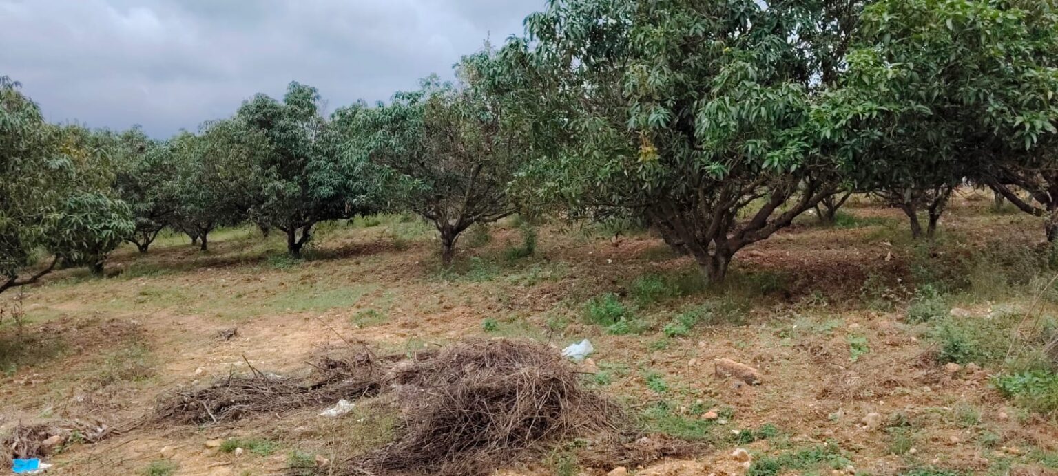 WhatsApp Image 2025-12-20 at 12.46.37 PM