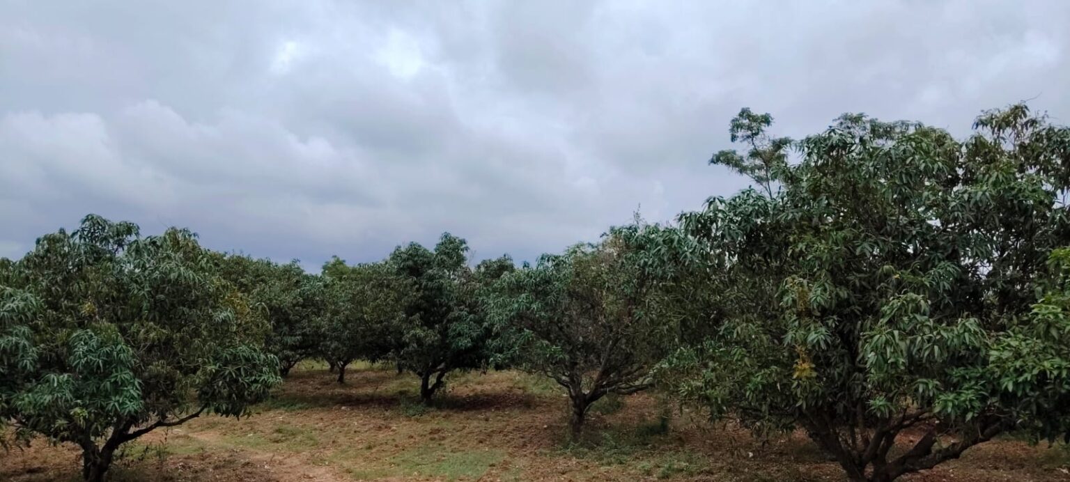 WhatsApp Image 2025-12-20 at 12.46.38 PM